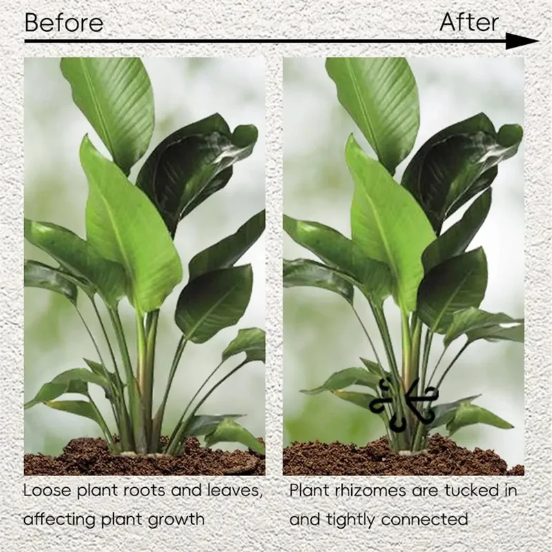 Podpórki do liści Alocasy i Mo – Variegated Monstera Node recenzja i cena
