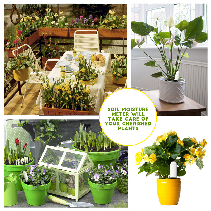 HHCC Xiaomi Flower Care Smart  – Plant Parent App recenzja i cena
